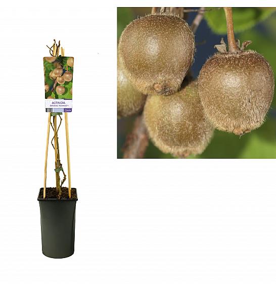 Actinidia deliciosa Hayward C2,5 Lit. 40-60 cm