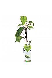 Actinidia deliciosa Atlas C2 Lit. 30-40 cm