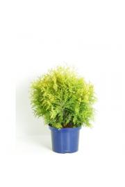 Thuja occidentalis Golden Globe C5 Lit. 30-40 cm