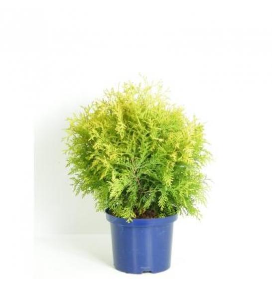 Thuja occidentalis Golden Globe C5 Lit. 30-40 cm