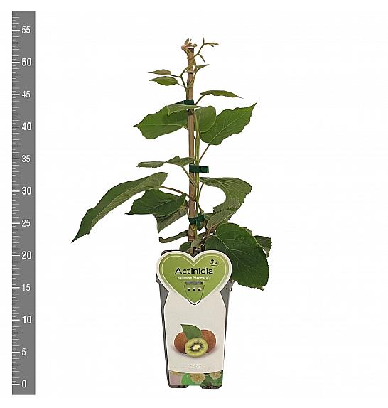 Actinidia deliciosa Hayward C2 Lit. 30-40 cm