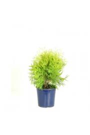 Thuja occidentalis Golden Globe C2 Lit. 20-30 cm