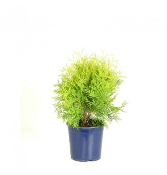 Thuja occidentalis Golden Globe C2 Lit. 20-30 cm