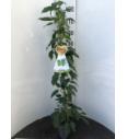 Actinidia arguta Super Issai C4 Lit. 100-120 cm
