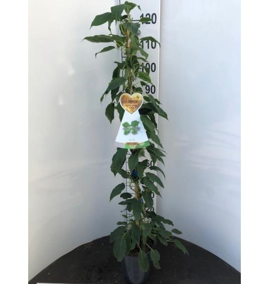 Actinidia arguta Super Issai C4 Lit. 100-120 cm