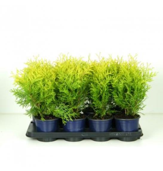 Thuja occidentalis Golden Globe C1 Lit. 15-20 cm