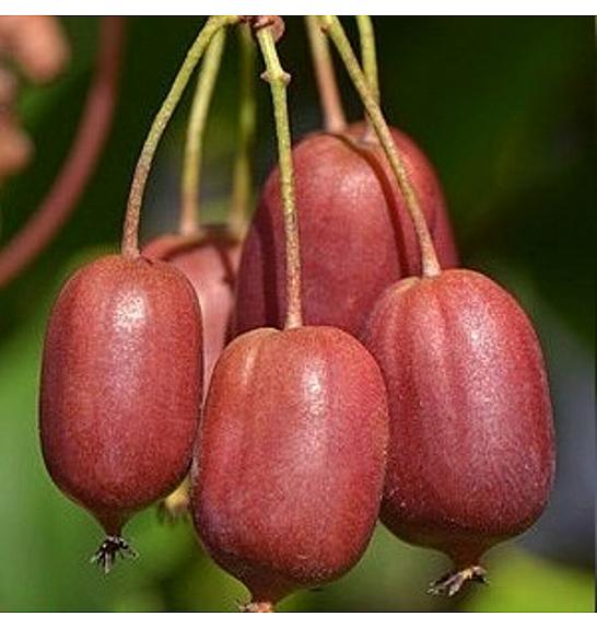 Actinidia arguta Scarlet September C2 Lit. 30-40 cm