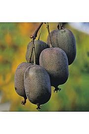Actinidia arguta Ken's Red C2 Lit. 30-40 cm