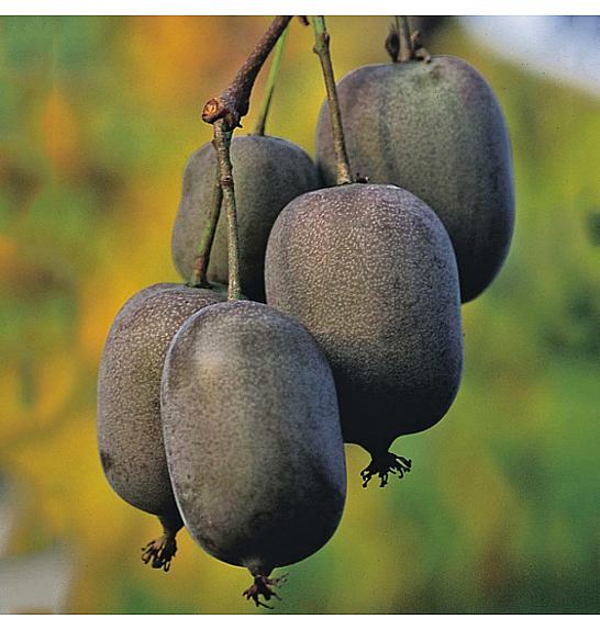 Actinidia arguta Ken's Red C2 Lit. 30-40 cm