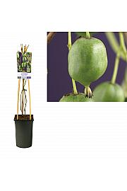 Actinidia arguta Issai C2,5 Lit. 40-60 cm