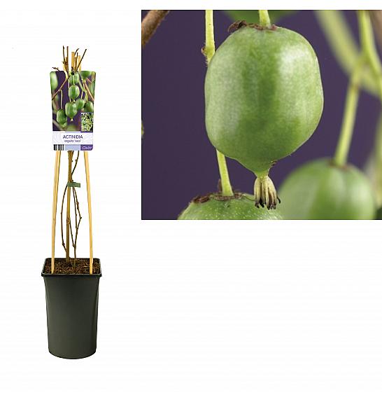 Actinidia arguta Issai C2,5 Lit. 40-60 cm