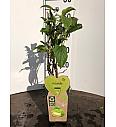 Actinidia arguta Issai C2 Lit. 40-60 cm BIO