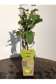 Actinidia arguta Issai C2 Lit. 40-60 cm BIO