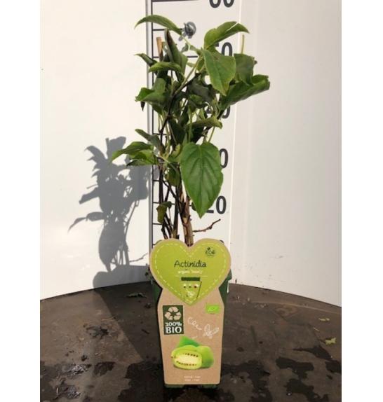 Actinidia arguta Issai C2 Lit. 40-60 cm BIO