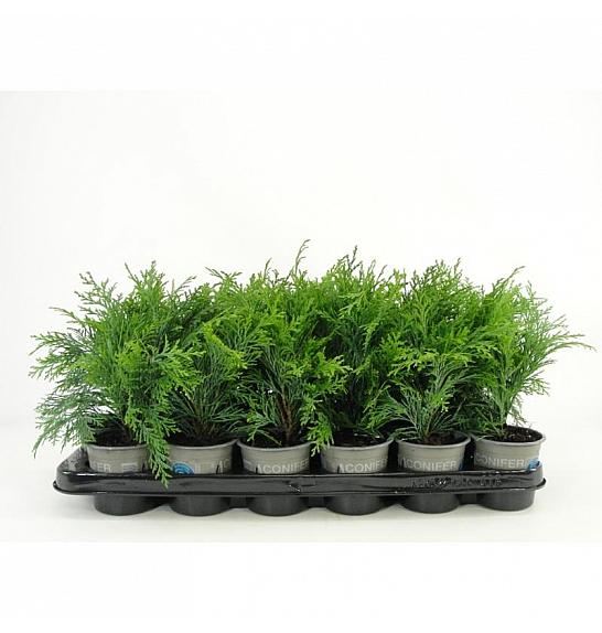 Thuja occidentalis Fire Chief ® Lic.2 Ø9