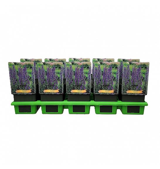 Aconitum nappellus Ø11