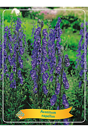 Aconitum nappellus Ø11