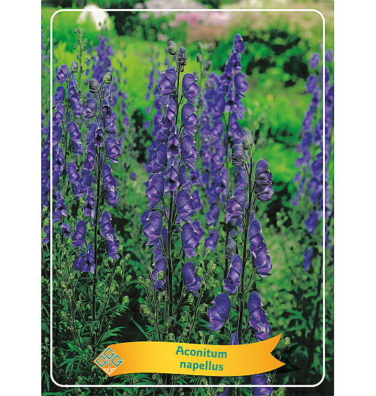 Aconitum nappellus Ø11