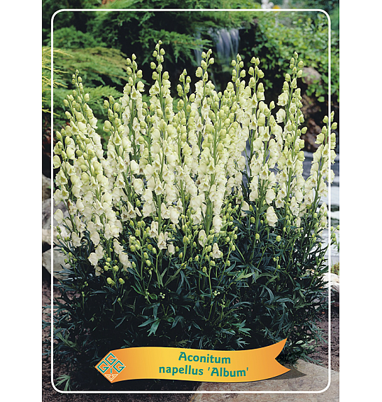 Aconitum napellus Album Ø11