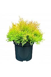 Thuja occidentalis Fire Chief ® C5 Lit. 30-40 cm