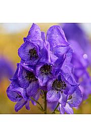 Aconitum carmichaelii Royal Flush Ø11