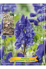 Aconitum carmichaelii Royal Flush Ø11