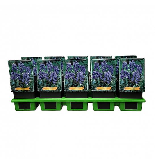 Aconitum arendsii Ø11
