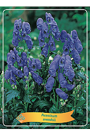 Aconitum arendsii Ø11
