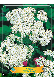 Achillea White Beauty Ø11