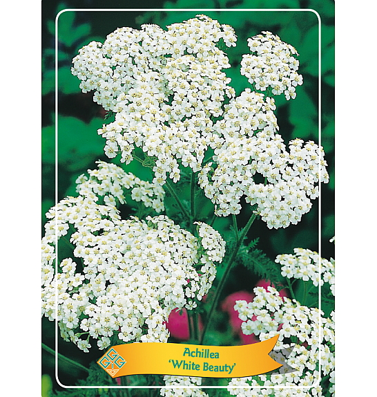 Achillea White Beauty Ø11