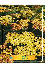Achillea Tricolor Ø11