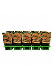 Achillea Terracotta Ø11
