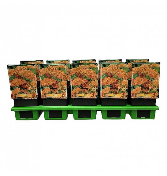 Achillea Terracotta Ø11