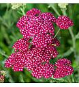 Achillea Summerwine Ø11