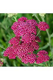 Achillea Summerwine Ø11