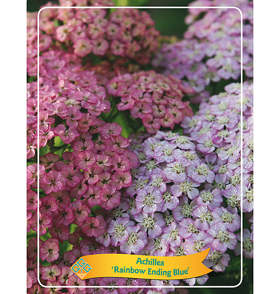 Achillea Rainbow Ending Blue Ø11