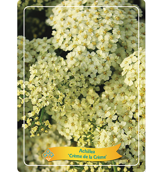 Achillea Rainbow Crème de la Crème Ø11