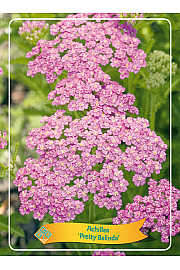 Achillea Pretty Belinda Ø11