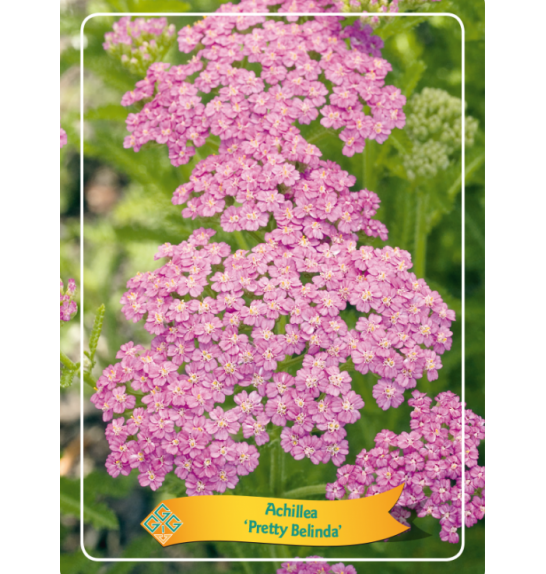 Achillea Pretty Belinda Ø11