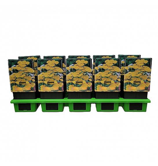 TRAJNICE GRIF Achillea Moonshine