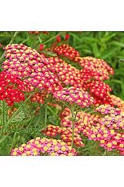 Achillea millefolium Paprika Ø11