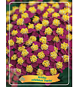 Achillea millefolium Paprika Ø11