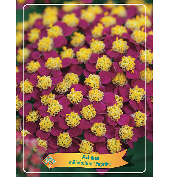 Achillea millefolium Paprika Ø11