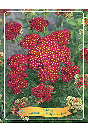 Achillea millefolium Milly Rock Red Ø11