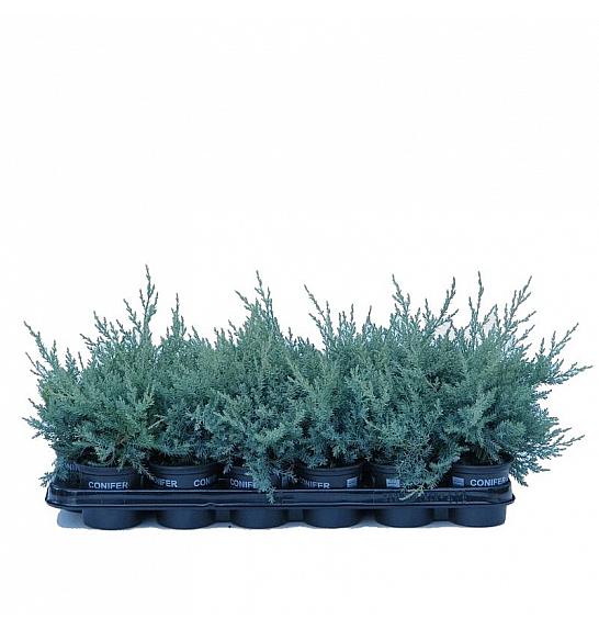 Thuja occidentalis Degroot Spire Ø9