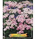 Achillea millefolium Appleblossom Ø11