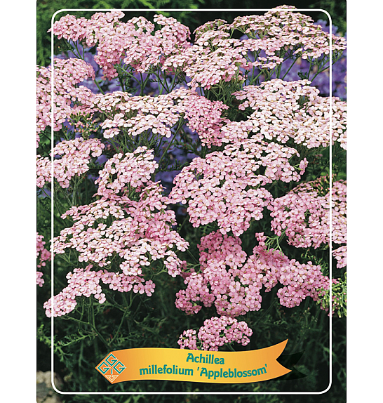 Achillea millefolium Appleblossom Ø11
