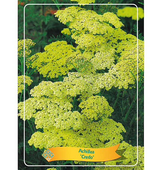Achillea Credo Ø11