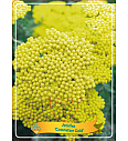 Achillea Coronation Gold Ø11