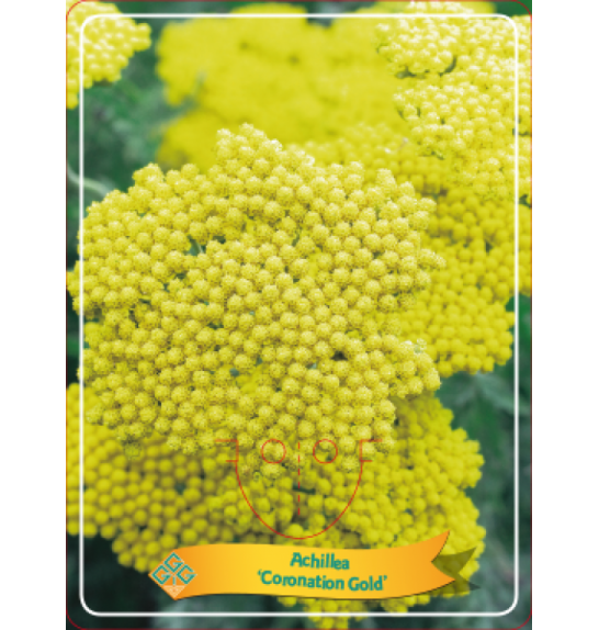 Achillea Coronation Gold Ø11